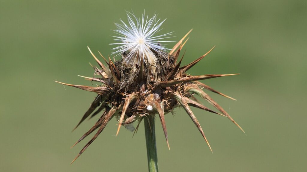 Télécharger le formulaire dea en PDF gratuit
