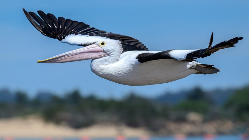 Formulaire douane australie à télécharger en PDF gratuit